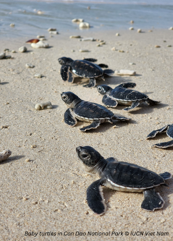 Hands holding a symbolic sea turtle adoption certificate